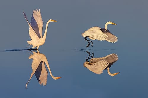 Great egret reflection on water while fishing, Merritt Island National Wildlife Refuge, Florida Art Print